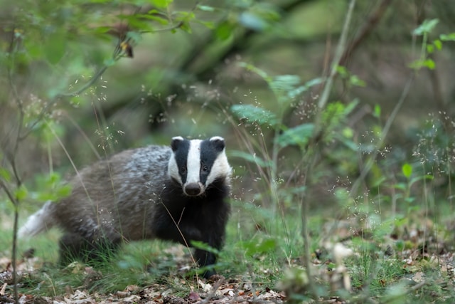 I'm guessing this reference to badger badger BADGER CYCLES will only apply to a select few, but it is worth it for even that 1 single smile.